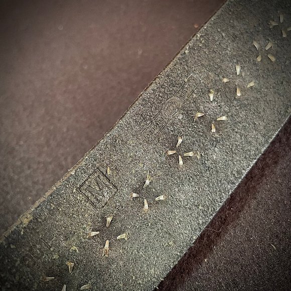 💠Fossil studded embossed belt💠 - Picture 3 of 3